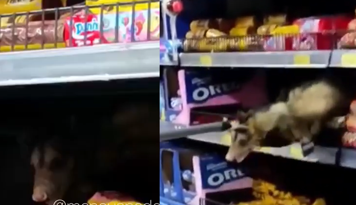 Vídeo: Mucura gigante aparece no meio de bolachas no supermercado DB