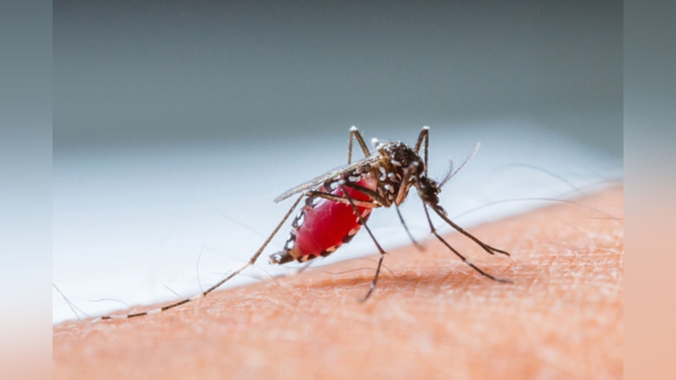 Em sete meses, mais de 31 mil casos de malária são registrados no Amazonas