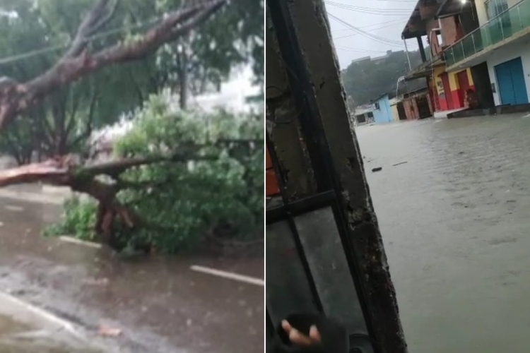 Árvore tomba e casas são invadidas por água suja durante chuva em Manaus