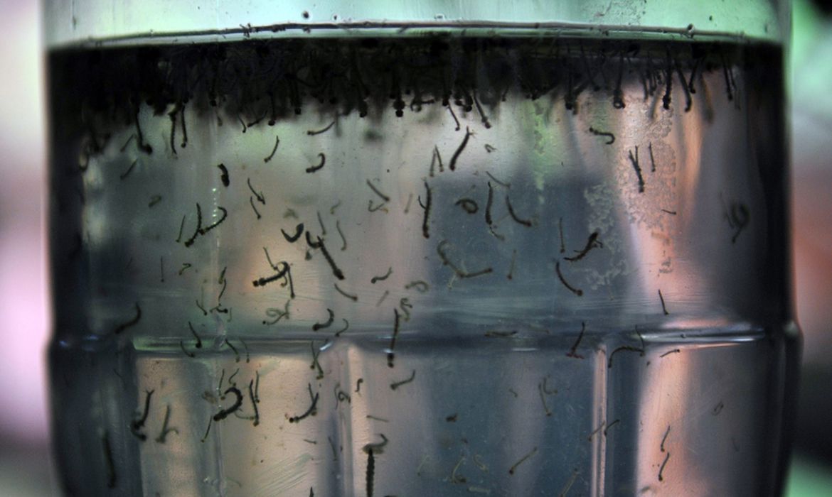Com alta de casos, governo cria centro para monitorar dengue no país