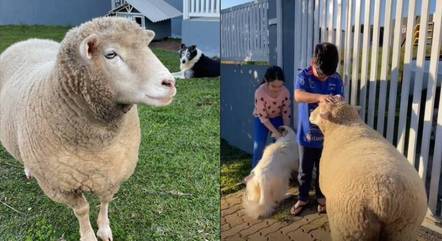 Vídeo: ovelha chama crianças para brincar, vídeo viraliza e diverte web