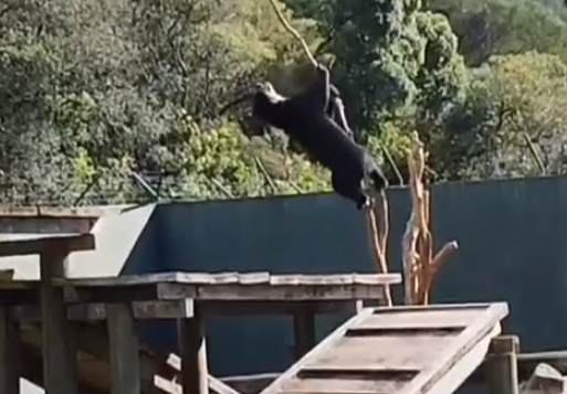 Vídeo: urso despenca de árvore em zoológico e vira atração na web